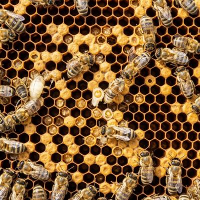 Jungbienen auf einer Brutwabe