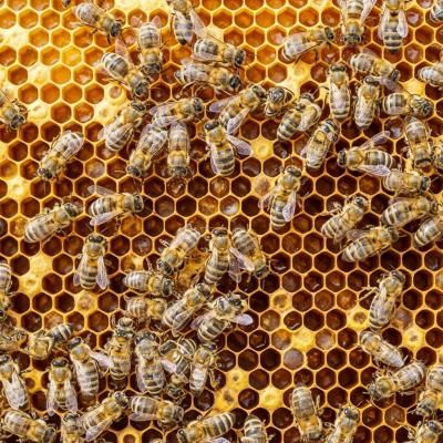 Bienen auf einer Wabe