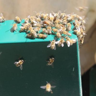Eine Bienenkönigin mit ihrem Gefolge