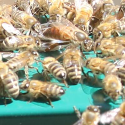 Eine Bienenkönigin mit ihrem Gefolge