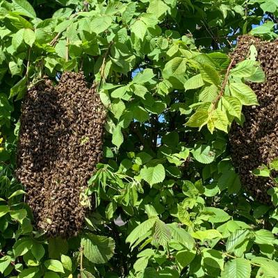 Zwei ausgezogene Bienenschwärme in unserer Hecke